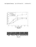 Endothelial Cell-Specific Polynucleotides and Use Thereof diagram and image