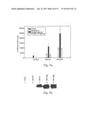 Endothelial Cell-Specific Polynucleotides and Use Thereof diagram and image