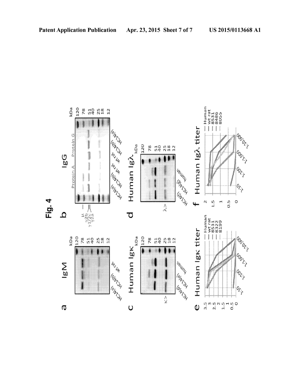 POLYNUCLEOTIDES ENCODING RODENT ANTIBODIES WITH HUMAN IDIOTYPES AND     ANIMALS COMPRISING SAME - diagram, schematic, and image 08