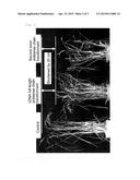 GENE FOR SHORTENING CULM OF GRAMINEOUS PLANT AND METHOD FOR PRODUCING     SHORT-CULMED GRAMINEOUS PLANT diagram and image