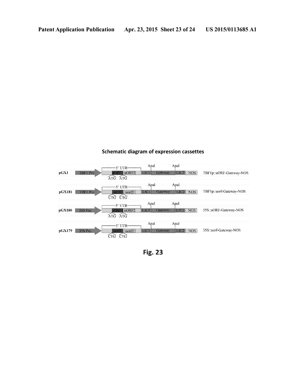 HSF-LIKE TRANSCRIPTION FACTOR, TBF1, IS A MAJOR MOLECULAR SWITCH FOR     GROWTH-TO-DEFENSE TRANSITION IN PLANTS - diagram, schematic, and image 24