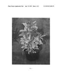 Erysimum plant named  honeyberry  diagram and image