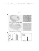 AFFINITY MATURED ANTI-CCR4 HUMANIZED MONOCLONAL ANTIBODIES AND METHODS OF     USE diagram and image