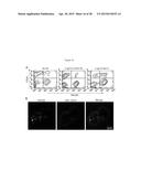 AFFINITY MATURED ANTI-CCR4 HUMANIZED MONOCLONAL ANTIBODIES AND METHODS OF     USE diagram and image