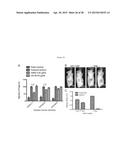 AFFINITY MATURED ANTI-CCR4 HUMANIZED MONOCLONAL ANTIBODIES AND METHODS OF     USE diagram and image