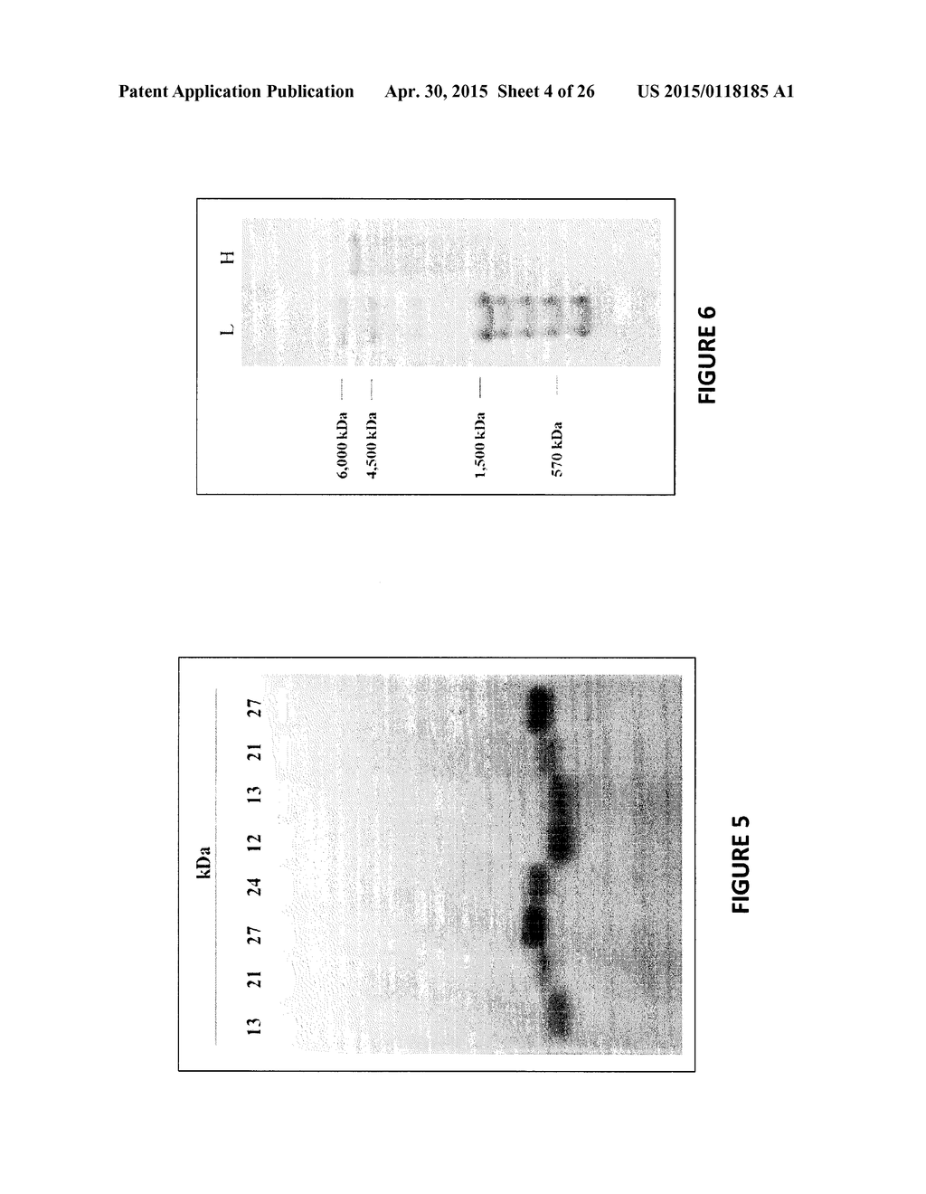 Heparosan-Polypeptide and Heparosan-Polynucleotide Drug Conjugates and     Methods of Making and Using Same - diagram, schematic, and image 05