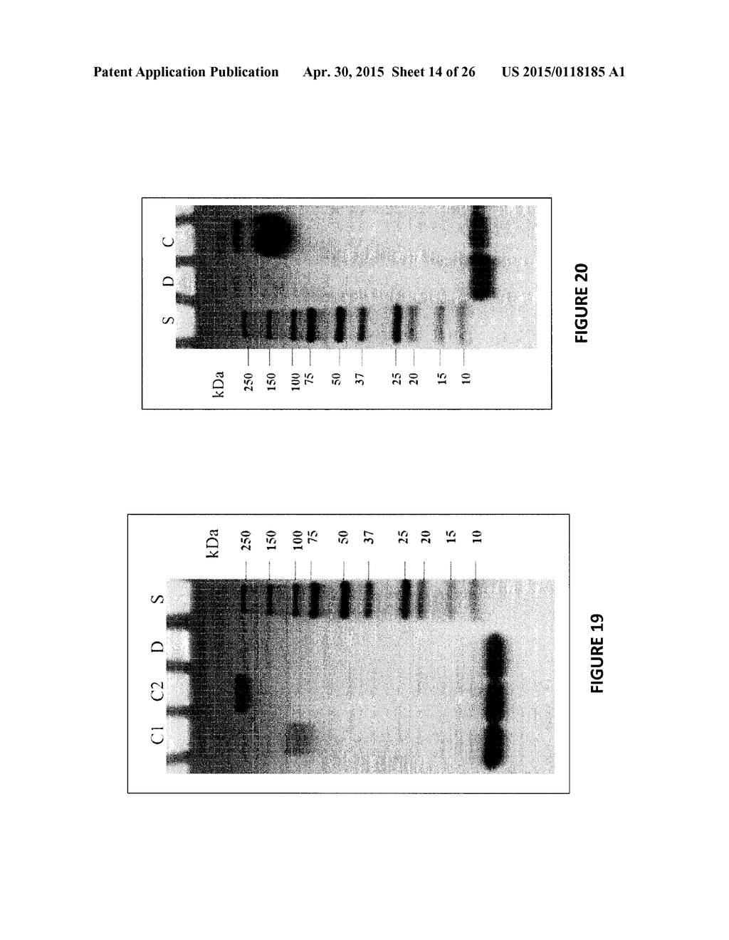 Heparosan-Polypeptide and Heparosan-Polynucleotide Drug Conjugates and     Methods of Making and Using Same - diagram, schematic, and image 15