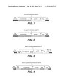 MICRO-ORGANS PROVIDING SUSTAINED DELIVERY OF A THERAPEUTIC POLYPEPTIDE AND     METHODS OF USE THEREOF diagram and image