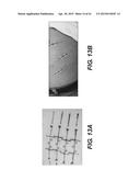MICRO-ORGANS PROVIDING SUSTAINED DELIVERY OF A THERAPEUTIC POLYPEPTIDE AND     METHODS OF USE THEREOF diagram and image