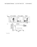 STROMAL CELL THERAPY IN TREATMENT OF RADIATION INJURY diagram and image