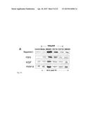 STROMAL CELL THERAPY IN TREATMENT OF RADIATION INJURY diagram and image