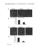 STROMAL CELL THERAPY IN TREATMENT OF RADIATION INJURY diagram and image