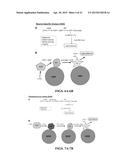 IMMOBILIZED PROTEIN SYSTEM FOR RAPID AND ENHANCED MULTIPLEXED DIAGNOSTICS diagram and image