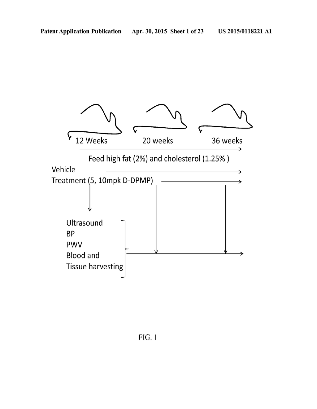 COMPOSITIONS AND METHODS FOR TREATING CARDIAC HYPERTROPHY - diagram, schematic, and image 02