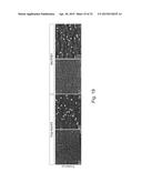 MeCP2 ISOFORM-SPECIFIC ANTIBODY FOR DETECTION OF ENDOGENOUS EXPRESSION OF     MeCP2E1 diagram and image