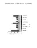 MeCP2 ISOFORM-SPECIFIC ANTIBODY FOR DETECTION OF ENDOGENOUS EXPRESSION OF     MeCP2E1 diagram and image