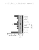 MeCP2 ISOFORM-SPECIFIC ANTIBODY FOR DETECTION OF ENDOGENOUS EXPRESSION OF     MeCP2E1 diagram and image