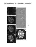 MeCP2 ISOFORM-SPECIFIC ANTIBODY FOR DETECTION OF ENDOGENOUS EXPRESSION OF     MeCP2E1 diagram and image