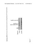 LINGO-2 ANTAGONISTS FOR TREATMENT OF CONDITIONS INVOLVING MOTOR NEURONS diagram and image