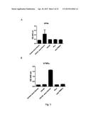 PHARMACEUTICAL COMPOSITION COMPRISING A POLYMERIC CARRIER CARGO COMPLEX     AND AT LEAST ONE PROTEIN OR PEPTIDE ANTIGEN diagram and image