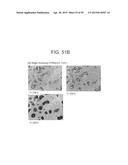 FORMS OF RIFAXIMIN AND USES THEREOF diagram and image