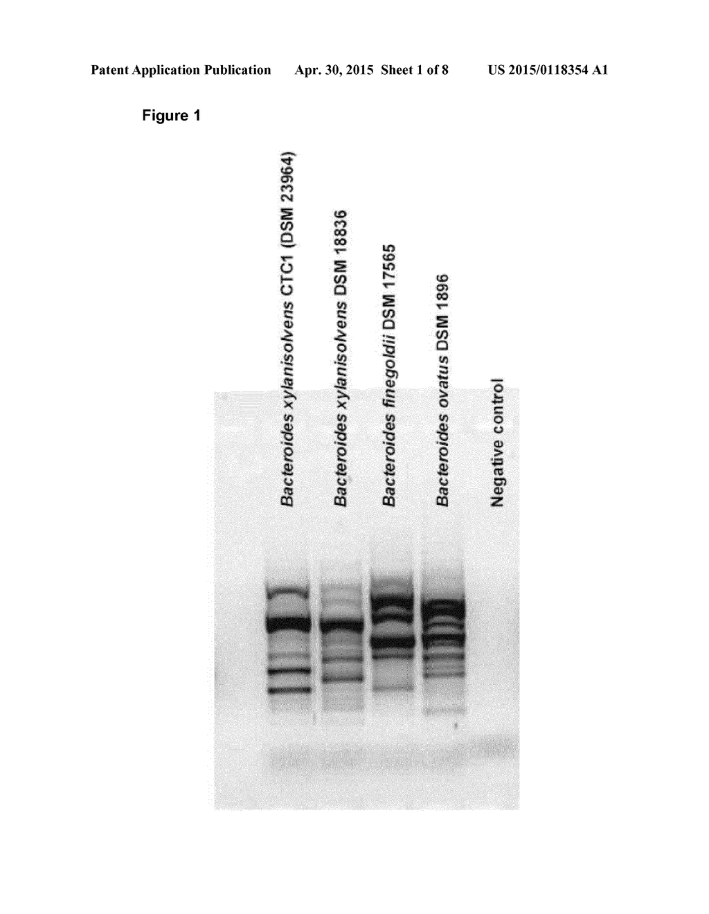 MICROORGANISMS OF THE SPECIES BACTEROIDES XYLANISOLVENS - diagram, schematic, and image 02