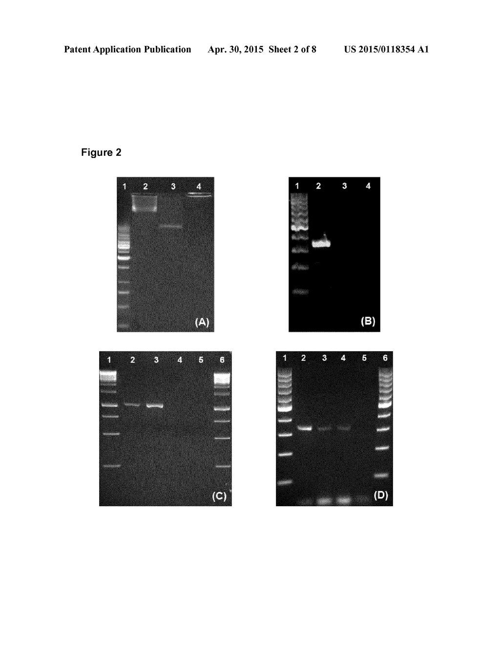 MICROORGANISMS OF THE SPECIES BACTEROIDES XYLANISOLVENS - diagram, schematic, and image 03