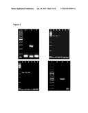 MICROORGANISMS OF THE SPECIES BACTEROIDES XYLANISOLVENS diagram and image