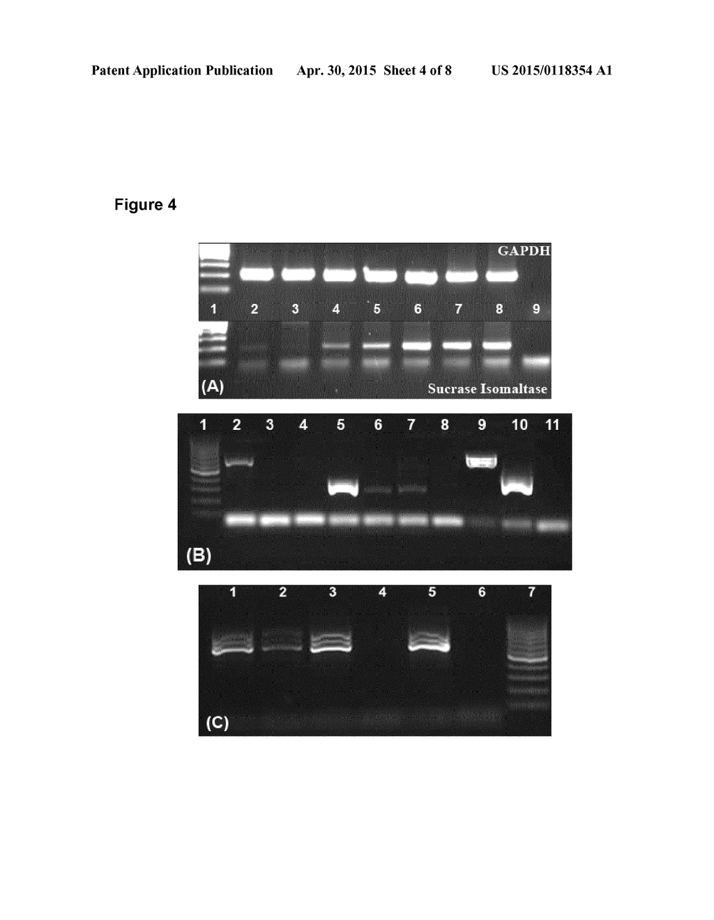 MICROORGANISMS OF THE SPECIES BACTEROIDES XYLANISOLVENS - diagram, schematic, and image 05