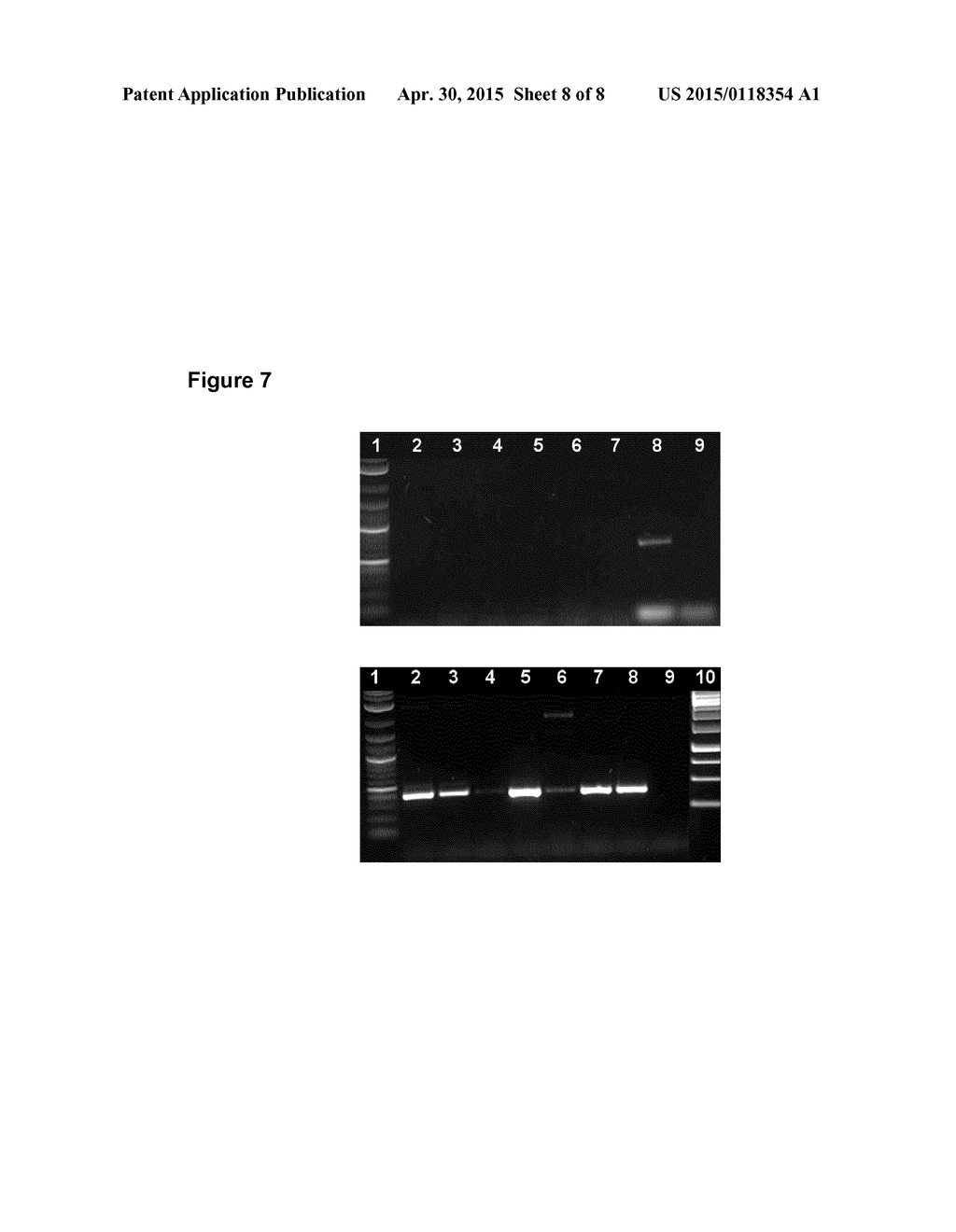 MICROORGANISMS OF THE SPECIES BACTEROIDES XYLANISOLVENS - diagram, schematic, and image 09