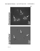 ACOUSTICALLY RESPONSIVE PARTICLES diagram and image