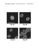 METHOD FOR DELIVERY OF SMALL MOLECULES AND PROTEINS ACROSS THE CELL WALL     OF ALGAE USING MOLECULAR TRANSPORTERS diagram and image