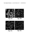 METHOD FOR DELIVERY OF SMALL MOLECULES AND PROTEINS ACROSS THE CELL WALL     OF ALGAE USING MOLECULAR TRANSPORTERS diagram and image