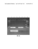 EXTREME PCR diagram and image