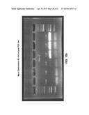 EXTREME PCR diagram and image