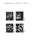 RETINAL PIGMENT EPITHELIAL CELLS DIFFERENTIATED FROM EMBRYONIC STEM CELLS     WITH NICOTINAMIDE AND ACTIVIN A diagram and image