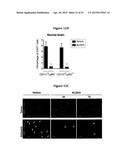 INHIBITION OF COLONY STIMULATING FACTOR-1 RECEPTOR SIGNALING FOR THE     TREATMENT OF BRAIN CANCER diagram and image