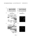 DRUG SCREENING PLATFORM FOR RETT SYNDROME diagram and image