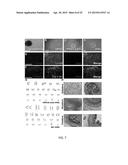 DRUG SCREENING PLATFORM FOR RETT SYNDROME diagram and image