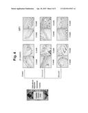 COMPOSITION FOR PREVENTING OR TREATING HAIR LOSS OR PROMOTING HAIR GROWTH     COMPRISING SECOIRIDOID GLUCOSIDE DERIVATIVES diagram and image