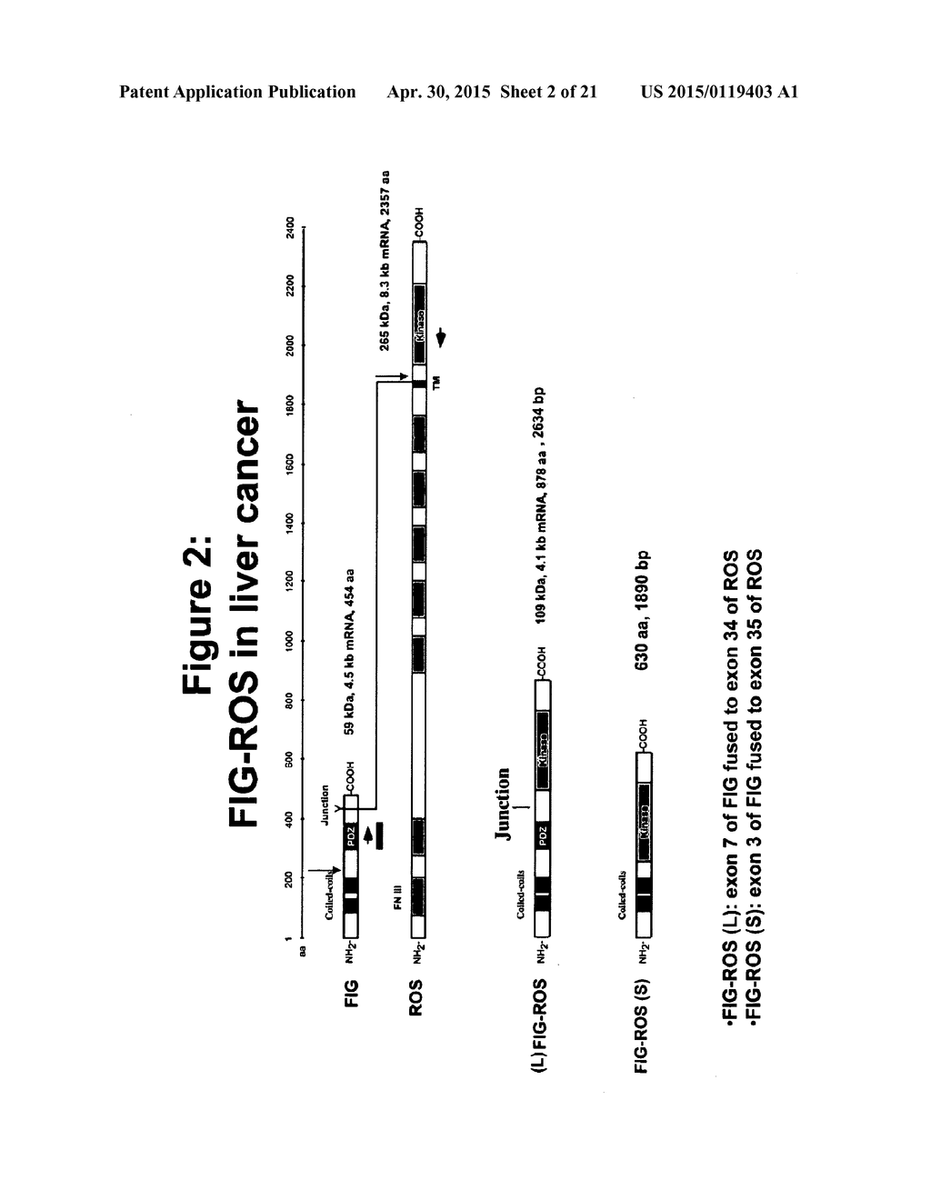 Mutant ROS Expression In Human Cancer - diagram, schematic, and image 03