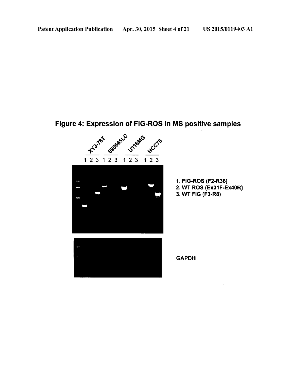 Mutant ROS Expression In Human Cancer - diagram, schematic, and image 05