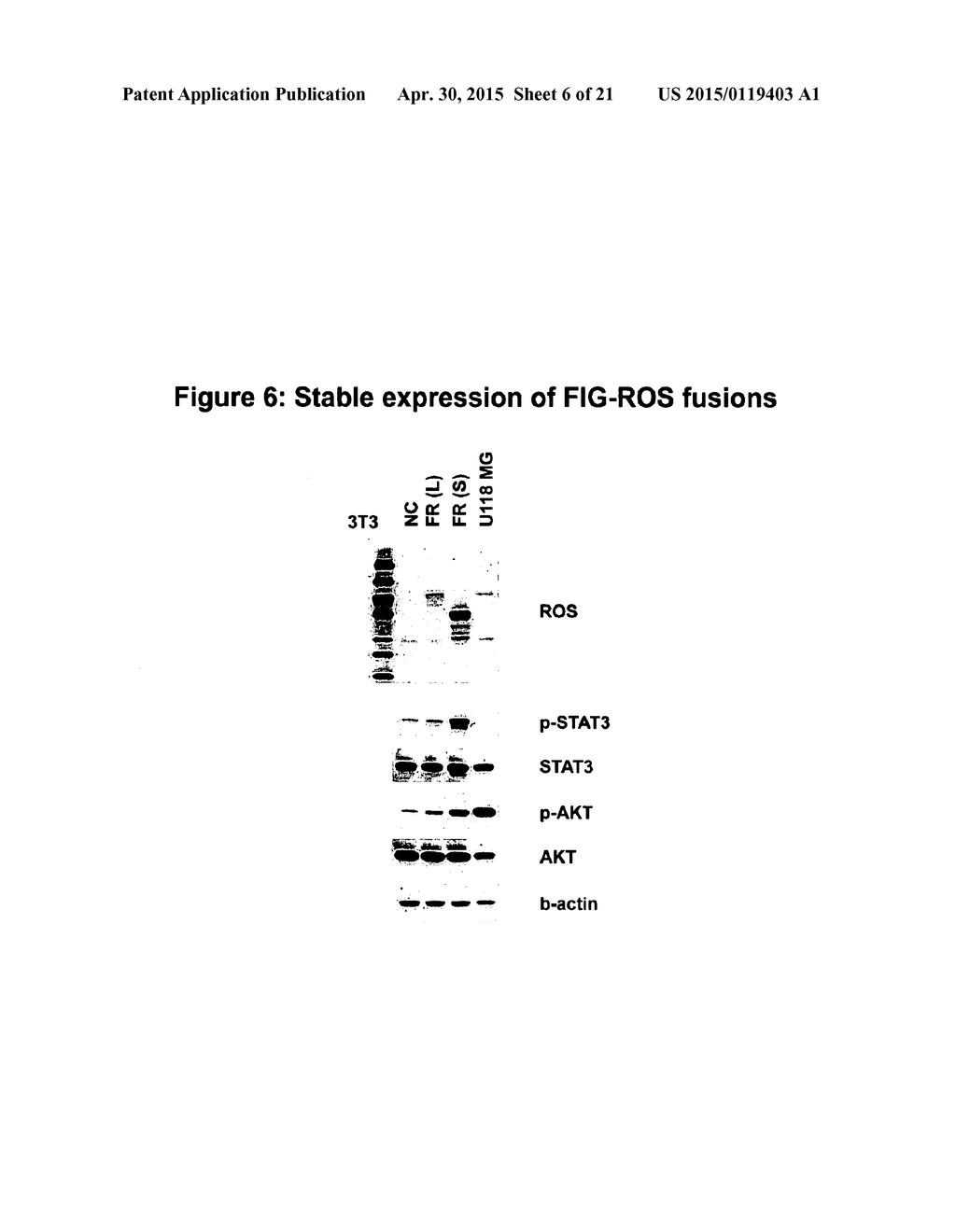 Mutant ROS Expression In Human Cancer - diagram, schematic, and image 07