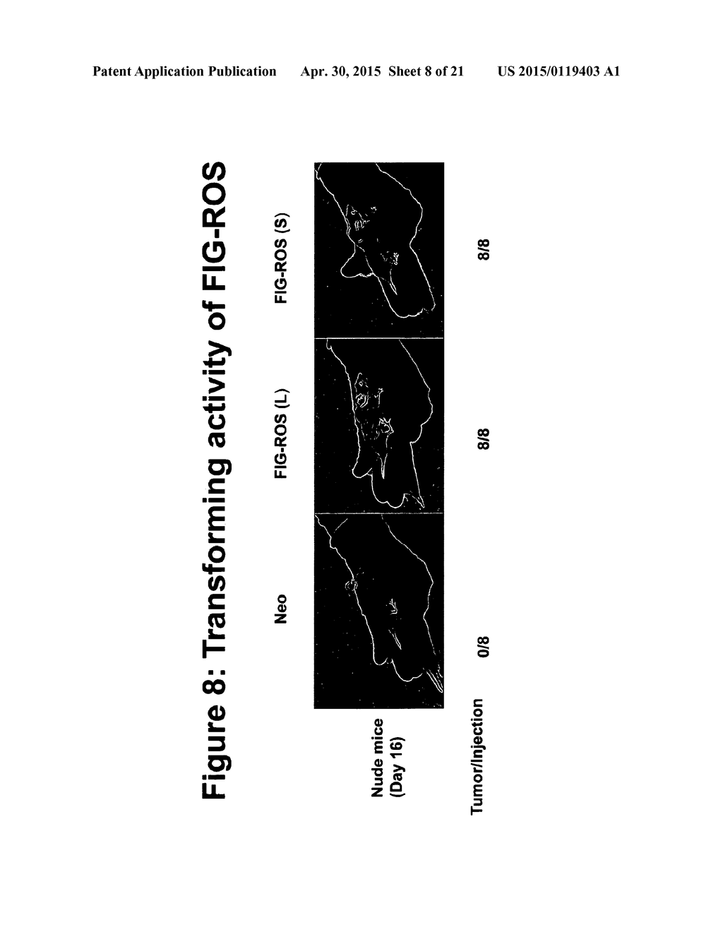 Mutant ROS Expression In Human Cancer - diagram, schematic, and image 09