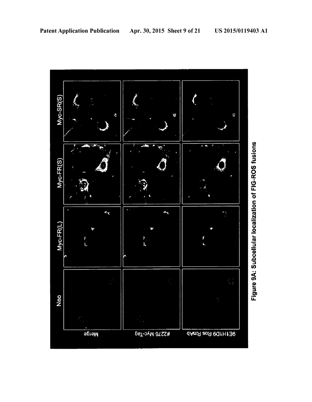 Mutant ROS Expression In Human Cancer - diagram, schematic, and image 10