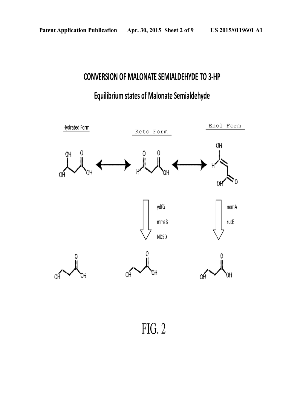 MONOFUNCTIONAL MCR + 3-HP DEHYDROGENASE - diagram, schematic, and image 03