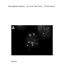 NANOPARTICLES WITH ATTACHED DNA REPAIR INHIBITORS AND NUCLEAR LOCALISATION     SIGNAL ELEMENTS diagram and image