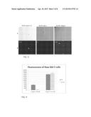 LIGHT DEGRADABLE DRUG DELIVERY SYSTEM FOR OCULAR THERAPY diagram and image