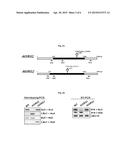 GENES RELATED TO SALT OR DROUGHT STRESS RESISTANCES AND TRANSFORMED PLANTS     WITH THE SAME diagram and image