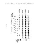 BISPECIFIC ANTIBODIES THAT NEUTRALIZE BOTH TNF-ALPHA AND IL-6:  NOVEL     THERAPEUTIC AGENT FOR AUTOIMMUNE DISEASE diagram and image